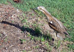 Bird Curlew