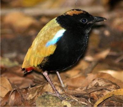 Rainbow Pitta - a very special little bird, endemic to the Top End