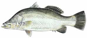 Northern Territory fish species