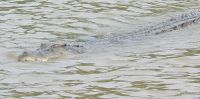 Floating Crocodile