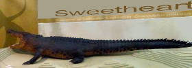 Sweetheart the croc